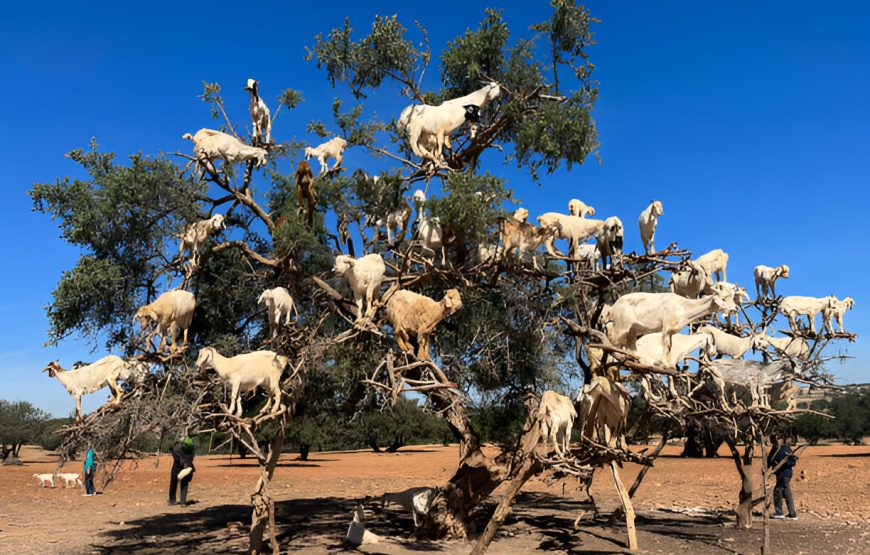 Essaouira-Day Trip From Marrakesh