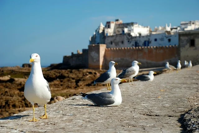 essaouira 1953633 640 | GoMoroccoTour