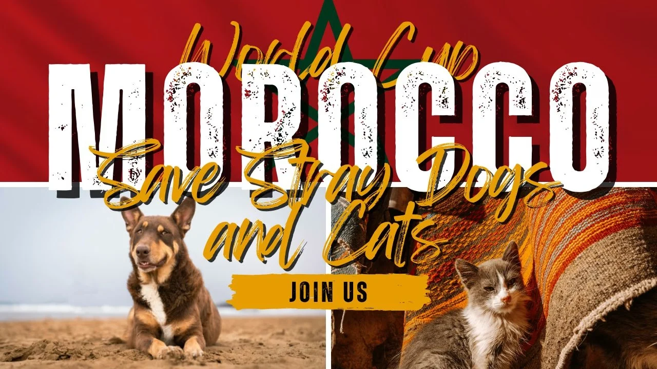 Join Us to Save Stray Dogs Morocco and Cats Before the World Cup🐾